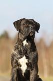 CANE CORSO 813